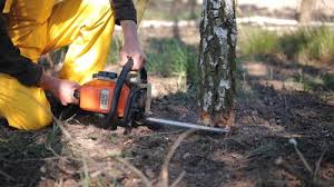 Best Tree Mulching  in Charlottesville, VA