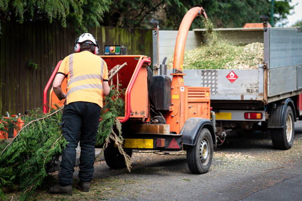 Reliable Charlottesville, VA Tree Services Solutions
