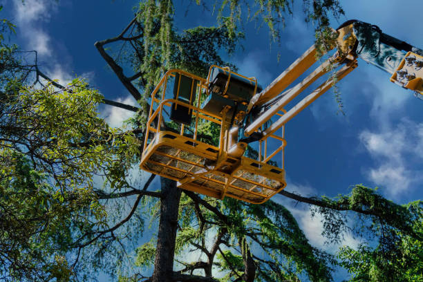 Best Root Management and Removal  in Charlottesville, VA