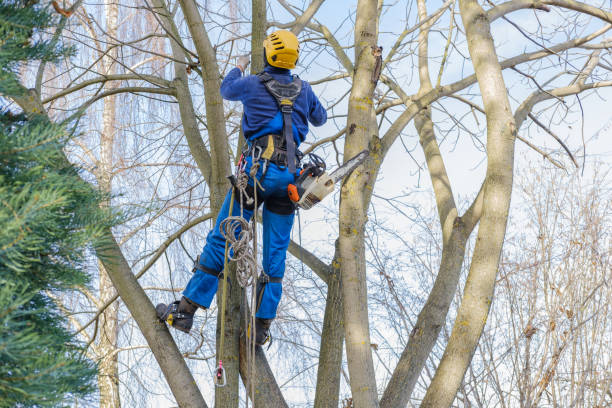 How Our Tree Care Process Works  in  Charlottesville, VA