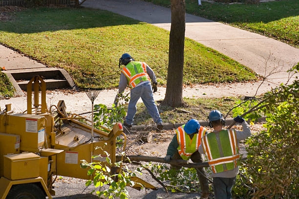 Best Lawn Renovation and Restoration  in Charlottesville, VA