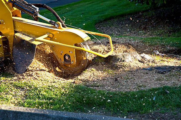Best Tree Disease Treatment  in Charlottesville, VA